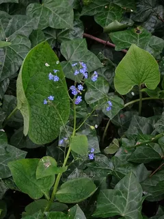 Siberian bugloss / false forget-me-not (Brunnera macrophylla) — foliage