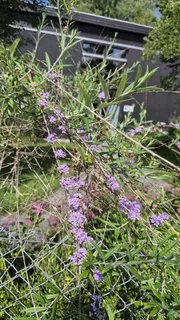 Silver fountain butterfly bush (Buddleja alternifolia) — mature form