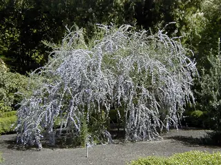 Silver fountain butterfly bush (Buddleja alternifolia), mature form