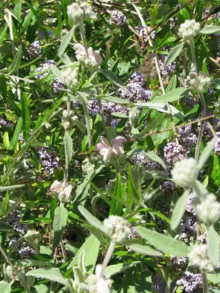 Silver fountain butterfly bush (Buddleja alternifolia), habit