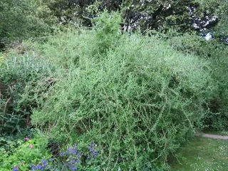 Silver fountain butterfly bush (Buddleja alternifolia), foliage