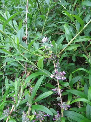 Silver fountain butterfly bush (Buddleja alternifolia), fall color