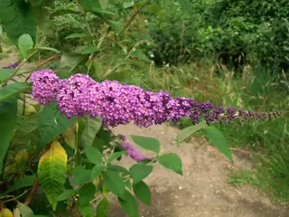 Butterfly bush (Buddleja davidii), fall color