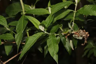 Butterfly bush (Buddleja davidii) — mature form