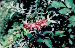 Butterfly bush (Buddleja davidii) — foliage