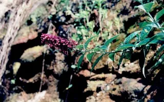 Butterfly bush (Buddleja davidii) — bloom