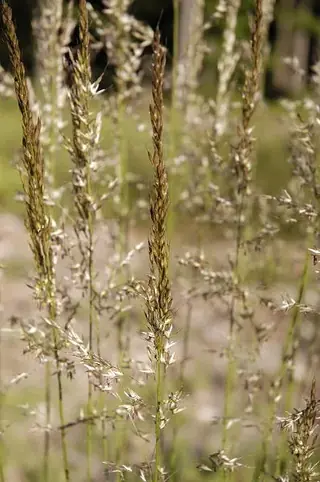 Korean Feather Reed Grass