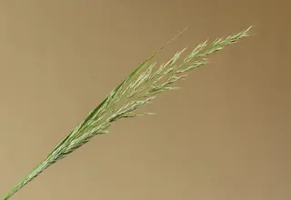 Korean Feather Reed Grass (Calamagrostis brachytricha) — mature form