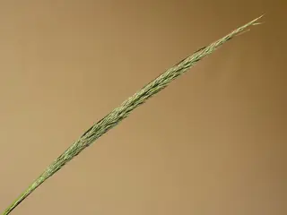 Korean Feather Reed Grass (Calamagrostis brachytricha) — foliage