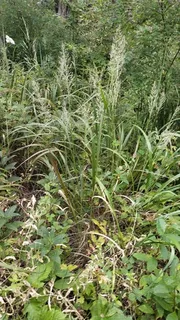 Korean Feather Reed Grass (Calamagrostis brachytricha) — bloom