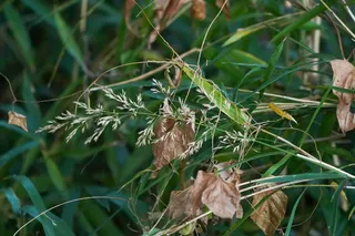 Korean Feather Reed Grass (Calamagrostis brachytricha) — fall color