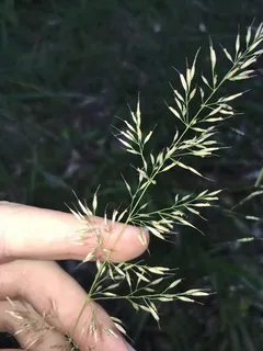 Korean Feather Reed Grass (Calamagrostis brachytricha) — habit