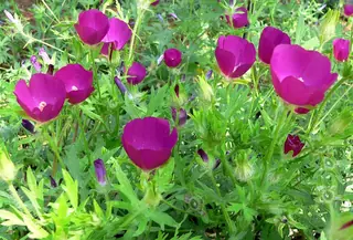 poppy mallow