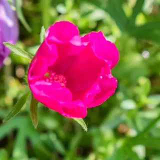 poppy mallow (Callirhoe involucrata) — mature form