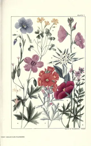 poppy mallow (Callirhoe involucrata) — foliage