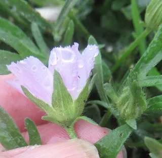 poppy mallow (Callirhoe involucrata) — bloom