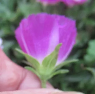 poppy mallow (Callirhoe involucrata) — fall color
