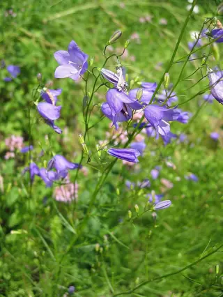 Harebells