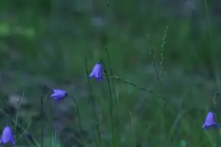 Harebells (Campanula rotundifolia) — mature form