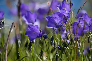 Harebells (Campanula rotundifolia) — foliage