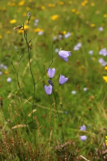 Harebells (Campanula rotundifolia) — bloom