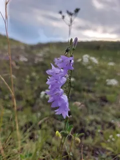 Harebells (Campanula rotundifolia) — fall color