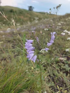 Harebells (Campanula rotundifolia) — habit