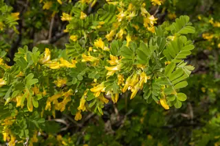 Siberian pea shrub