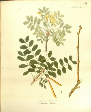 Siberian pea shrub (Caragana arborescens) — mature form