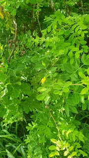 TIDY Littleleaf peashrub (Caragana microphylla 'Tidy') — foliage