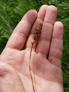 Clustered field sedge