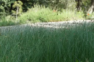 Clustered field sedge