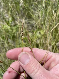 Clustered field sedge (Carex praegracilis) — mature form