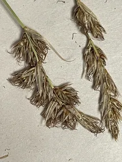 Clustered field sedge (Carex praegracilis) — foliage