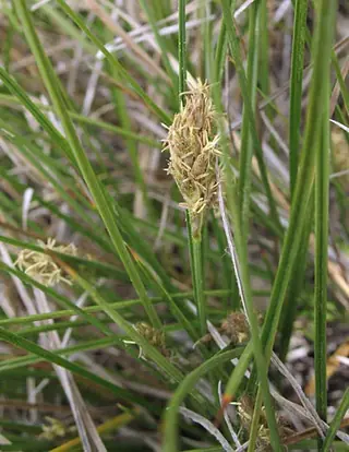 Clustered field sedge (Carex praegracilis), fall color