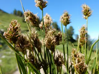 Clustered field sedge (Carex praegracilis), bloom