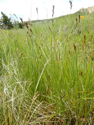 Clustered field sedge (Carex praegracilis), mature form