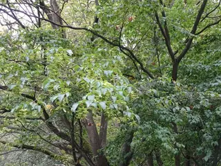Hornbeam — 'Fastigiata' (Carpinus betulus) — mature form