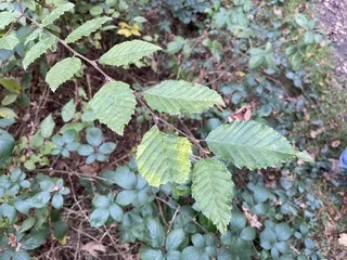 Hornbeam — 'Fastigiata' (Carpinus betulus) — foliage