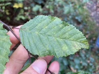 Hornbeam — 'Fastigiata' (Carpinus betulus) — bloom