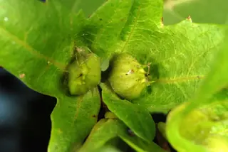 Hornbeam — American hornbeam