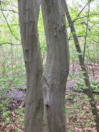 Hornbeam — American hornbeam (Carpinus caroliniana) — mature form