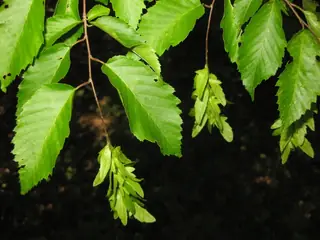 Hornbeam — American hornbeam (Carpinus caroliniana) — foliage