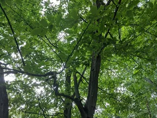Hornbeam — American hornbeam (Carpinus caroliniana) — bloom