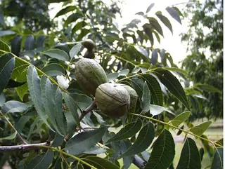 Pecan Hickory (Carya illinoinensis), fall color