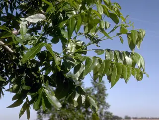 Pecan Hickory (Carya illinoinensis), bloom