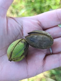 Hickory — Pecan (Carya illinoinensis) — mature form