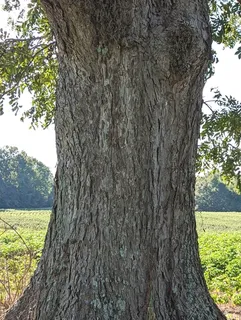 Hickory — Pecan (Carya illinoinensis) — foliage