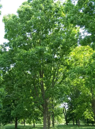 Hickory, Pecan