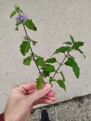 Blue mist spirea